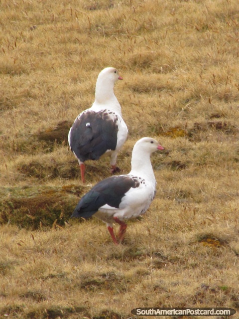 Un par de aves blancas/grises en las montañas de Huaytapallana, Huancayo. (480x640px). Perú, Sudamerica.