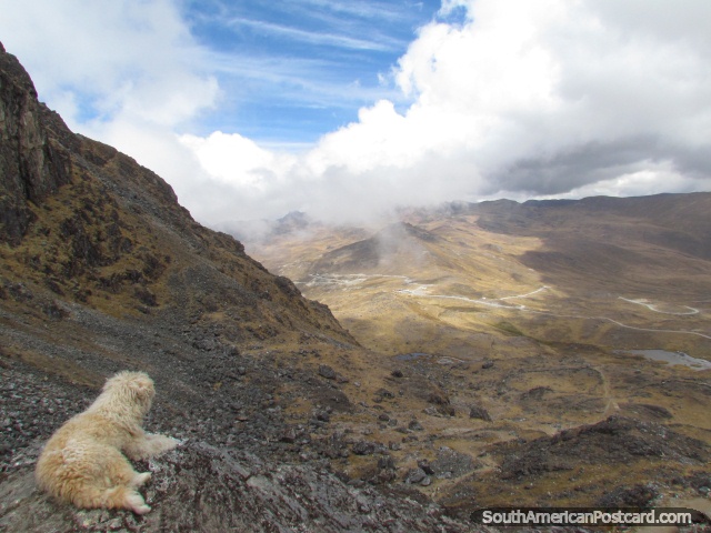 O cão branco olha abaixo para a subida que fizemos em Huaytapallana, Huancayo. (640x480px). Peru, América do Sul.