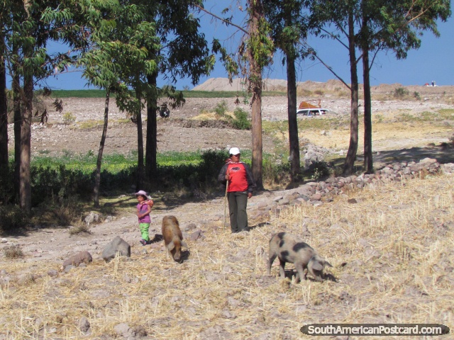A famïlia cuida dos seus porcos em uma fazenda em Ayacucho. (640x480px). Peru, América do Sul.