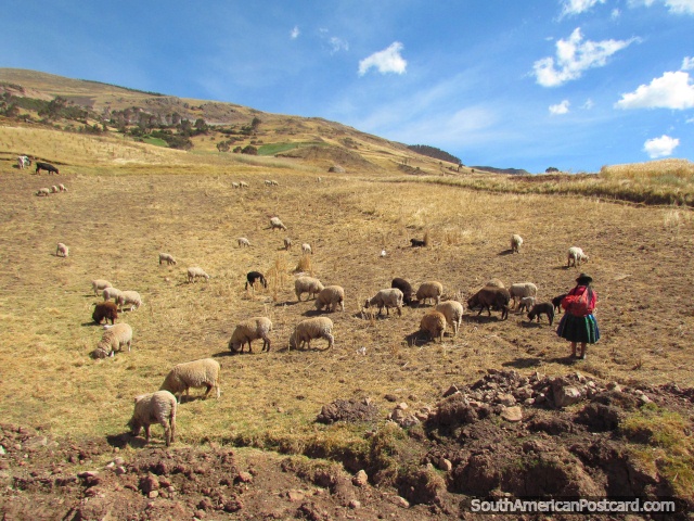 La mujer indígena tiende a sus ovejas en una ladera entre Uripa y Andahuaylas. (640x480px). Perú, Sudamerica.