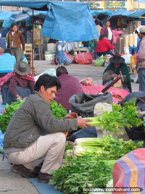 A man inspects the fresh celery brought to market in Andahuaylas. (480x640px). Peru, South America.