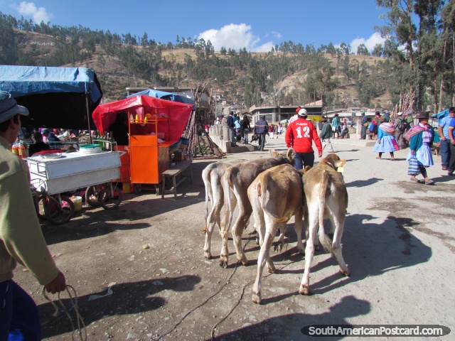 Calves brought to market in Andahuaylas. (640x480px). Peru, South America.