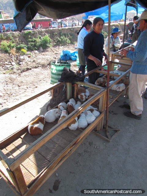 Engorde a cobayos para la venta en el mercado de animal en Andahuaylas. (480x640px). Per, Sudamerica.