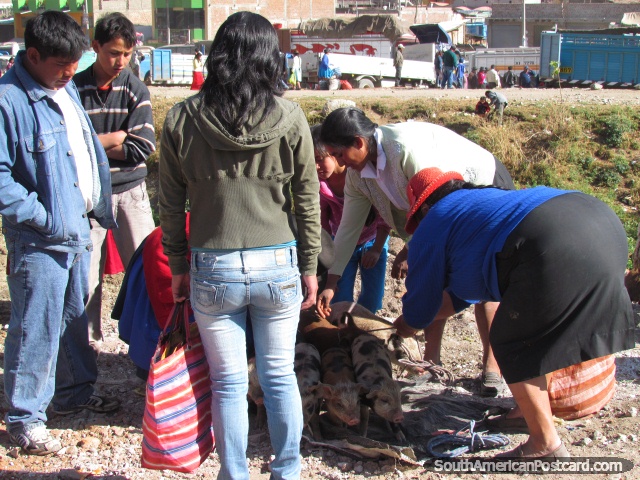 Pequeos cerdos vienen al mercado en Andahuaylas. (640x480px). Per, Sudamerica.