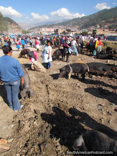 Porcos adultos trazidos a mercado em Andahuaylas. (480x640px). Peru, América do Sul.