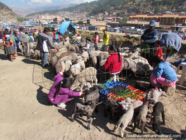 Corderos y ovejas en mercados del ganado de Andahuaylas. (640x480px). Perú, Sudamerica.