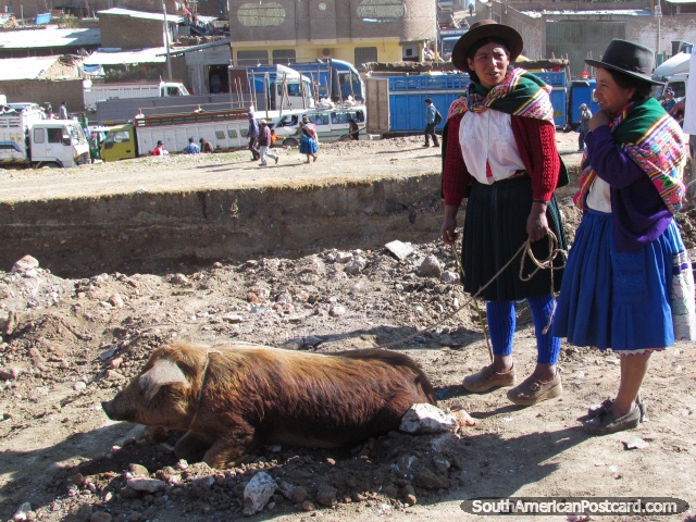 Un cerdo grande trado a mercado por 2 Quechua mujeres indgenas en Andahuaylas. (640x480px). Per, Sudamerica.