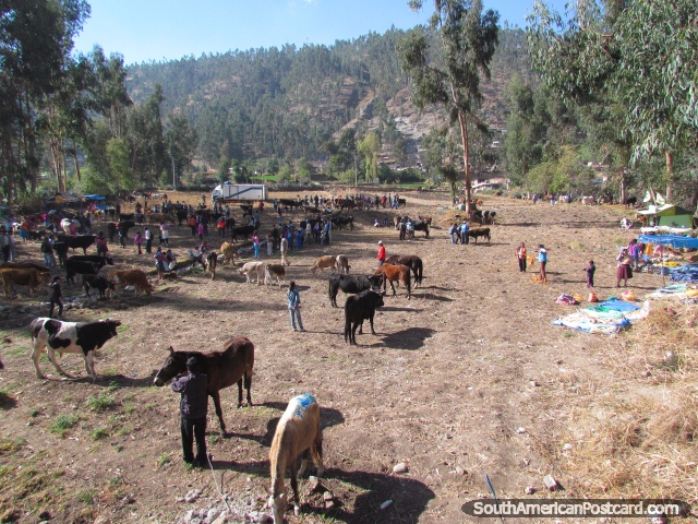 Cows and horses at livestock markets in Andahuaylas. (640x480px). Peru, South America.