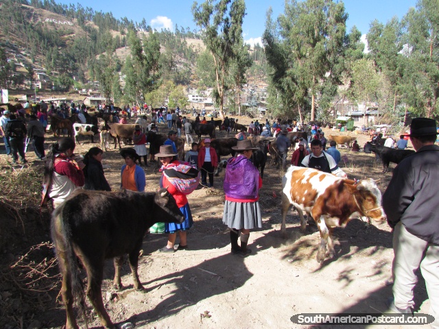People look at the cows brought to the livestock markets in Andahuaylas. (640x480px). Peru, South America.