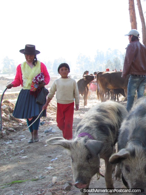 Un par de cerdos viene al mercado por una mujer y niña en Andahuaylas. (480x640px). Perú, Sudamerica.