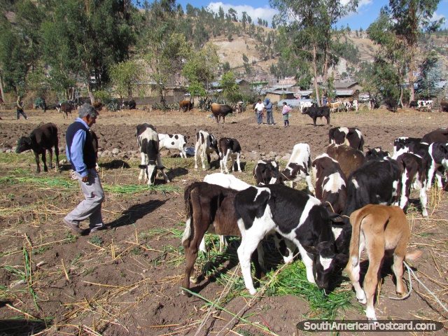 Vacas jovens em mercados de gado de Andahuaylas. (640x480px). Peru, América do Sul.