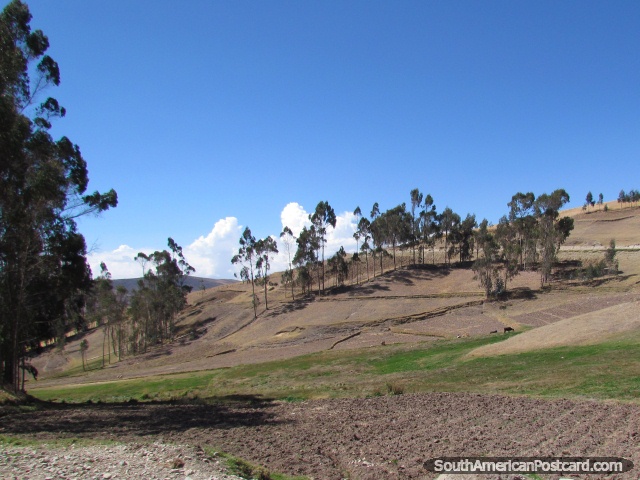 Tierra con árboles de Andahuaylas en el camino a Abancay. (640x480px). Perú, Sudamerica.