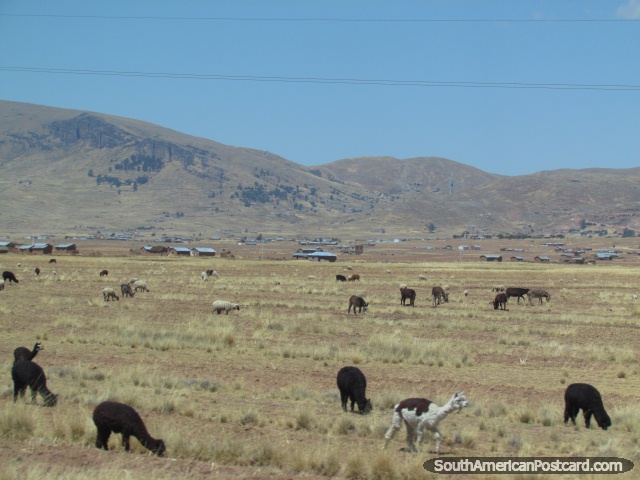 Alpacas e lhamas em um campo entre Puno e Yunguyo. (640x480px). Peru, Amrica do Sul.