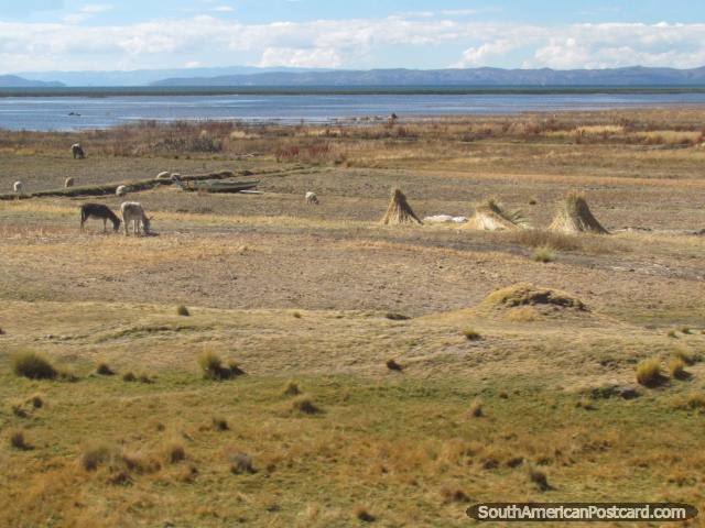 Burros, ovelhas e feno perto do Lago Titicaca perto de Zepita. (640x480px). Peru, América do Sul.