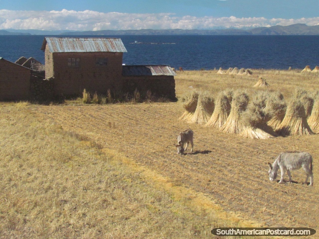2 donkeys, haystacks and a house beside Lake Titicaca, around Zepita. (640x480px). Peru, South America.