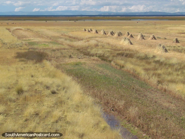 Un campo amarillo y almiares al oeste de Juli. (640x480px). Perú, Sudamerica.