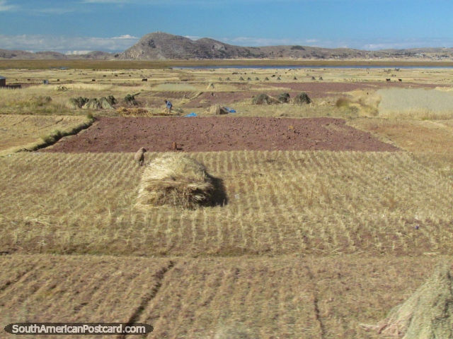 Campos de heno y colinas cerca del lago entre Llave y Puno. (640x480px). Perú, Sudamerica.