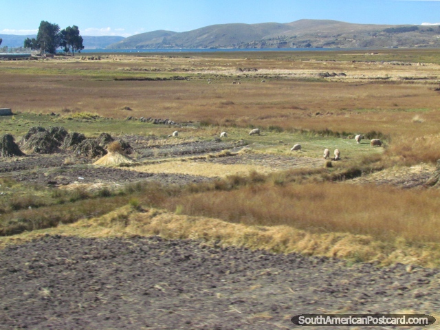 Ovejas por una granja, colinas y el lago, al este de Puno. (640x480px). Perú, Sudamerica.