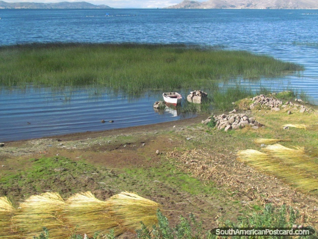Linho que seca junto do Lago Titicaca 40 minutos ao leste de Puno. (640x480px). Peru, América do Sul.