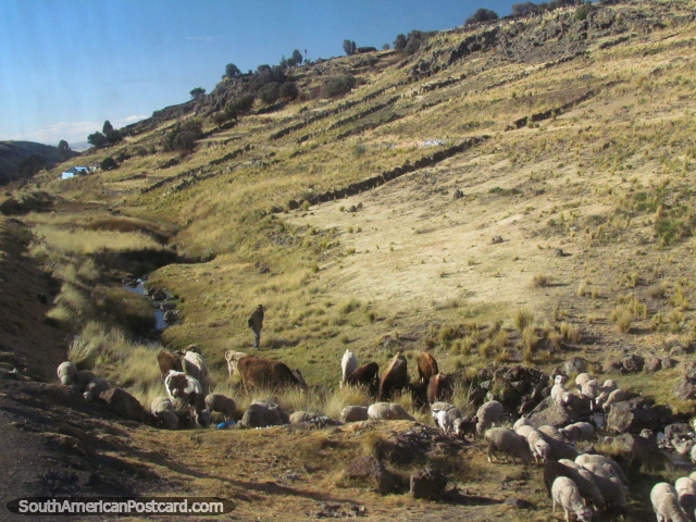 Un agricultor mueve sus ovejas y ganado a lo largo de un ro cerca de Puno. (640x480px). Per, Sudamerica.