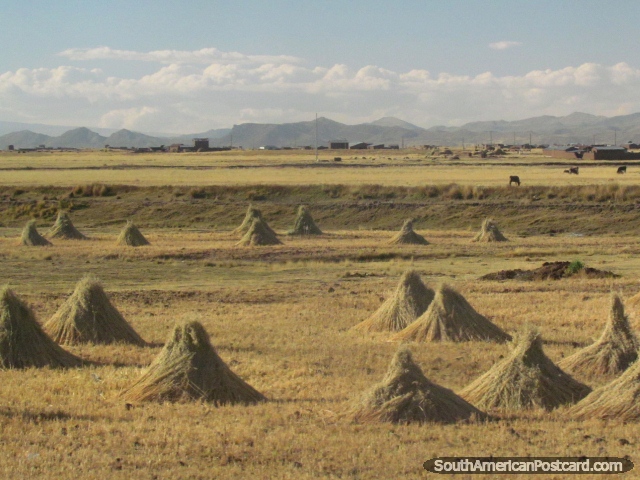 Stacks of hay between Puno and Juliaca in Paucarcolla. (640x480px). Peru, South America.