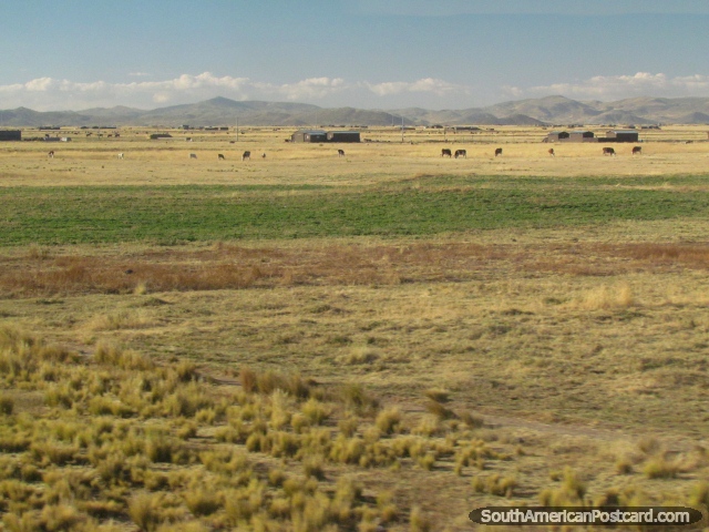 Tierras de labranza hermosas entre Paucarcolla y Juliaca. (640x480px). Per, Sudamerica.
