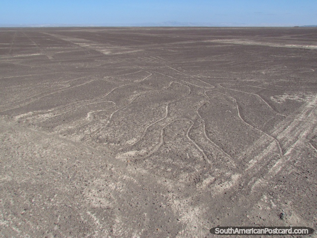 Líneas de Nazca, el árbol como visto del mirador. (640x480px). Perú, Sudamerica.