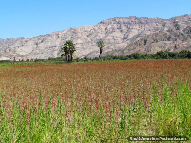 A red field and rocky mountains between Nazca and Palpa. (640x480px). Peru, South America.