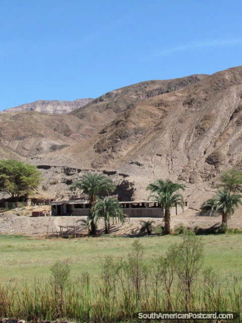 La hierba, palmas y colinas, ve de un autobs al norte de Palpa. (480x640px). Per, Sudamerica.