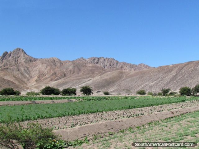 Green crop field and mountains, view between Palpa and Ica. (640x480px). Peru, South America.