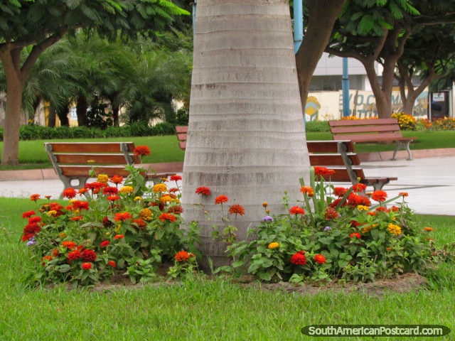 Flores naranja y amarillas alrededor de un rbol en alcalde de la Plaza en Chimbote. (640x480px). Per, Sudamerica.