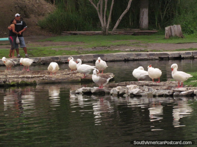 White geese at the lagoon at Vivero Forestal park in Chimbote. (640x480px). Peru, South America.