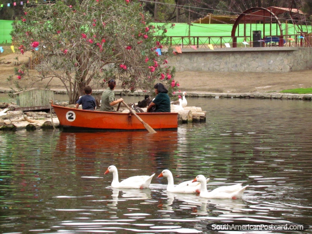 Remando ao redor da lagoa em um pequeno barco no parque Vivero Forestal, Chimbote. (640x480px). Peru, América do Sul.