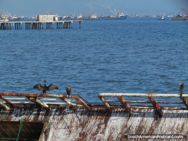 Un ave marina seca sus alas, embarcadero y barcos de pesca en la distancia, Chimbote. (640x480px). Per, Sudamerica.