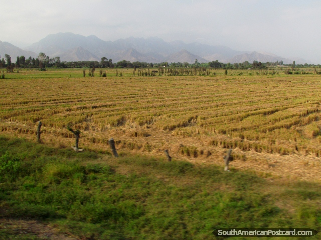 Hay fields and distant mountains north of Chepen. (640x480px). Peru, South America.