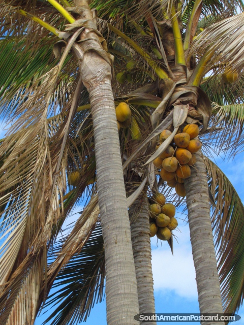 Cocos amarelos em uma palmeira em praia de Mancora. (480x640px). Peru, América do Sul.