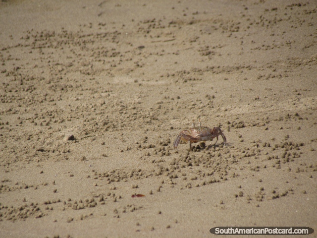 Los cangrejos hacen pelotas de la arena en la playa de Mancora. (640x480px). Per, Sudamerica.