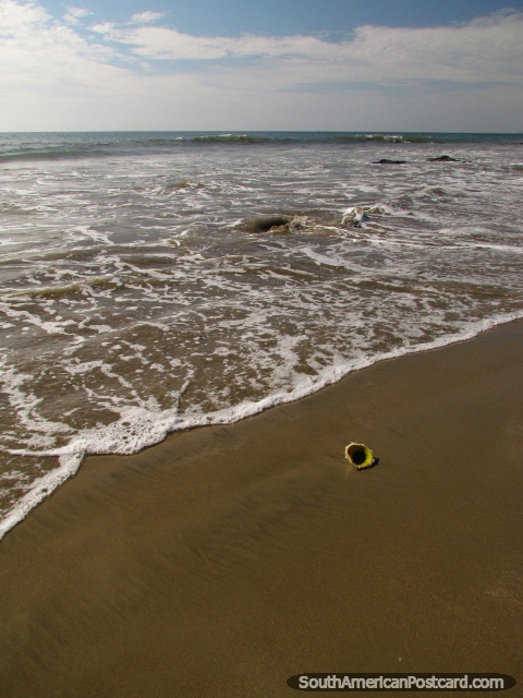Shell en la playa, mirando fuera a mar en Mancora. (480x640px). Per, Sudamerica.