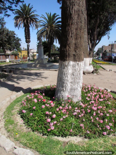 Jardín de flores rosado alrededor de la base de un árbol en Tacna. (480x640px). Perú, Sudamerica.
