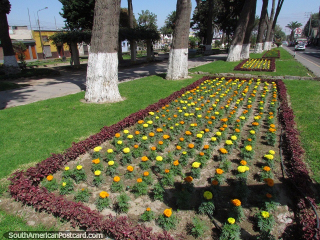 Jardines de flores naranja y amarillos en Tacna. (640x480px). Perú, Sudamerica.