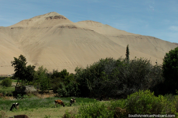 Colinas rocosas de arena y un valle verde a Moquegua. (720x480px). Per, Sudamerica.