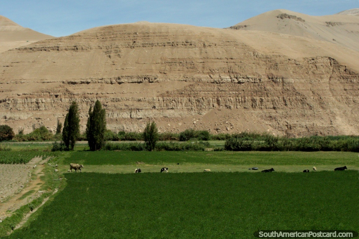 Cows graze in a grassy valley with rocky hills behind around Moquegua. (720x480px). Peru, South America.