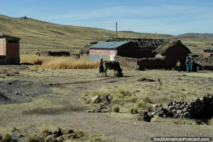 Una familia y su vaca fuera de su casa en la tierra entre Torata y Desaguadero. (720x480px). Per, Sudamerica.