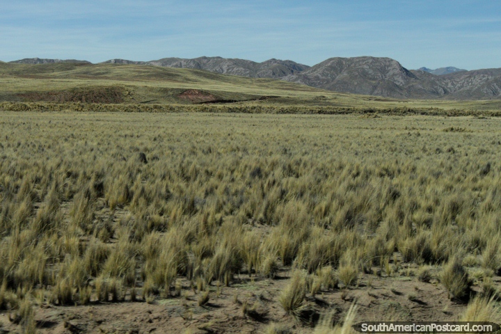 Pastos desolados e colinas rochosas entre Torata e Desaguadero. (720x480px). Peru, América do Sul.