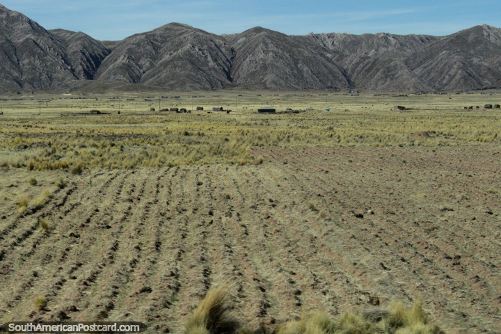 Terras de cultivo e pastagens em frente de um fundo rochoso, ao oeste de Desaguadero. (720x480px). Peru, América do Sul.