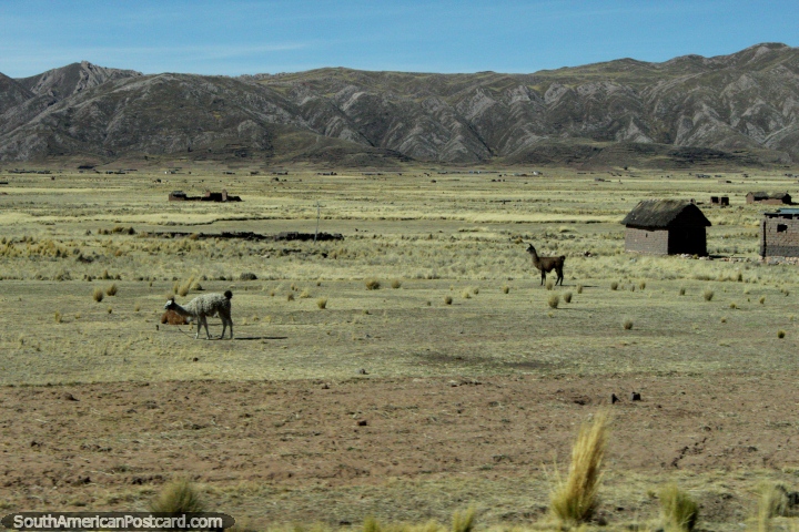 A pair of llamas on a farm west of Desaguadero. (720x480px). Peru, South America.