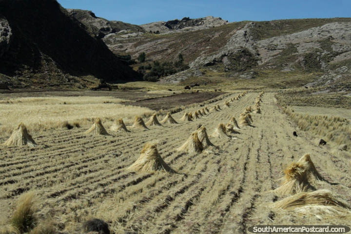 Hay gathered into piles from the pastures west of Desaguadero. (720x480px). Peru, South America.