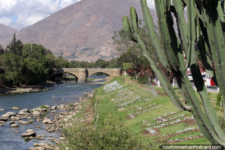 Cactus on the riverbank of the Huallaga River in Huanuco. (720x480px). Peru, South America.
