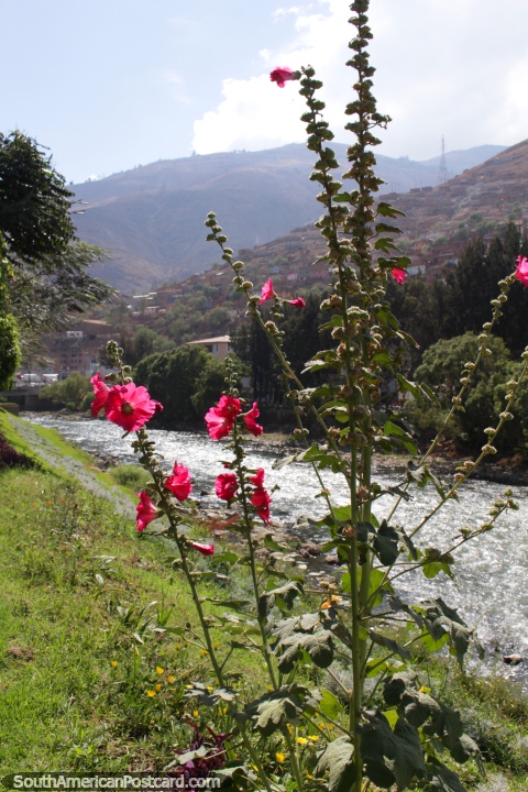 Flores rosa nos bancos do Rio Huallaga em Huanuco. (480x720px). Peru, Amrica do Sul.
