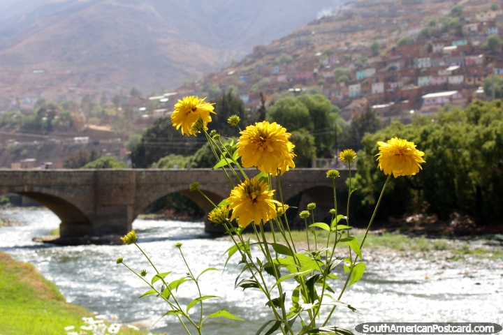 Flores amarillas y el Río Huallaga y puente detrás en Huánuco. (720x480px). Perú, Sudamerica.